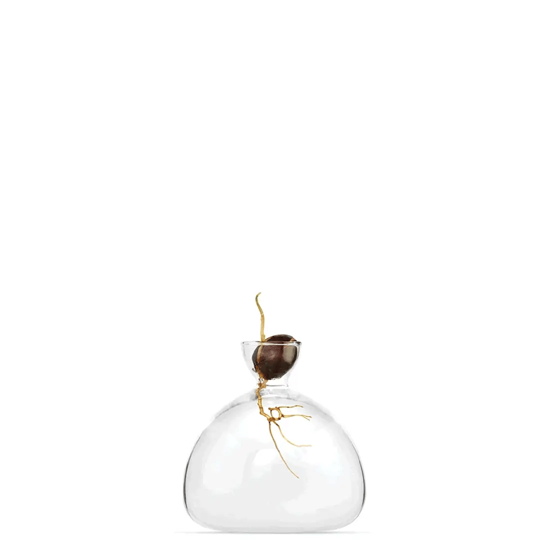 Ilex Studio Avocado Acorn Vases Misc Store Amsterdam ilex-studio-avocado-acorn-vases-misc-store-amsterdam