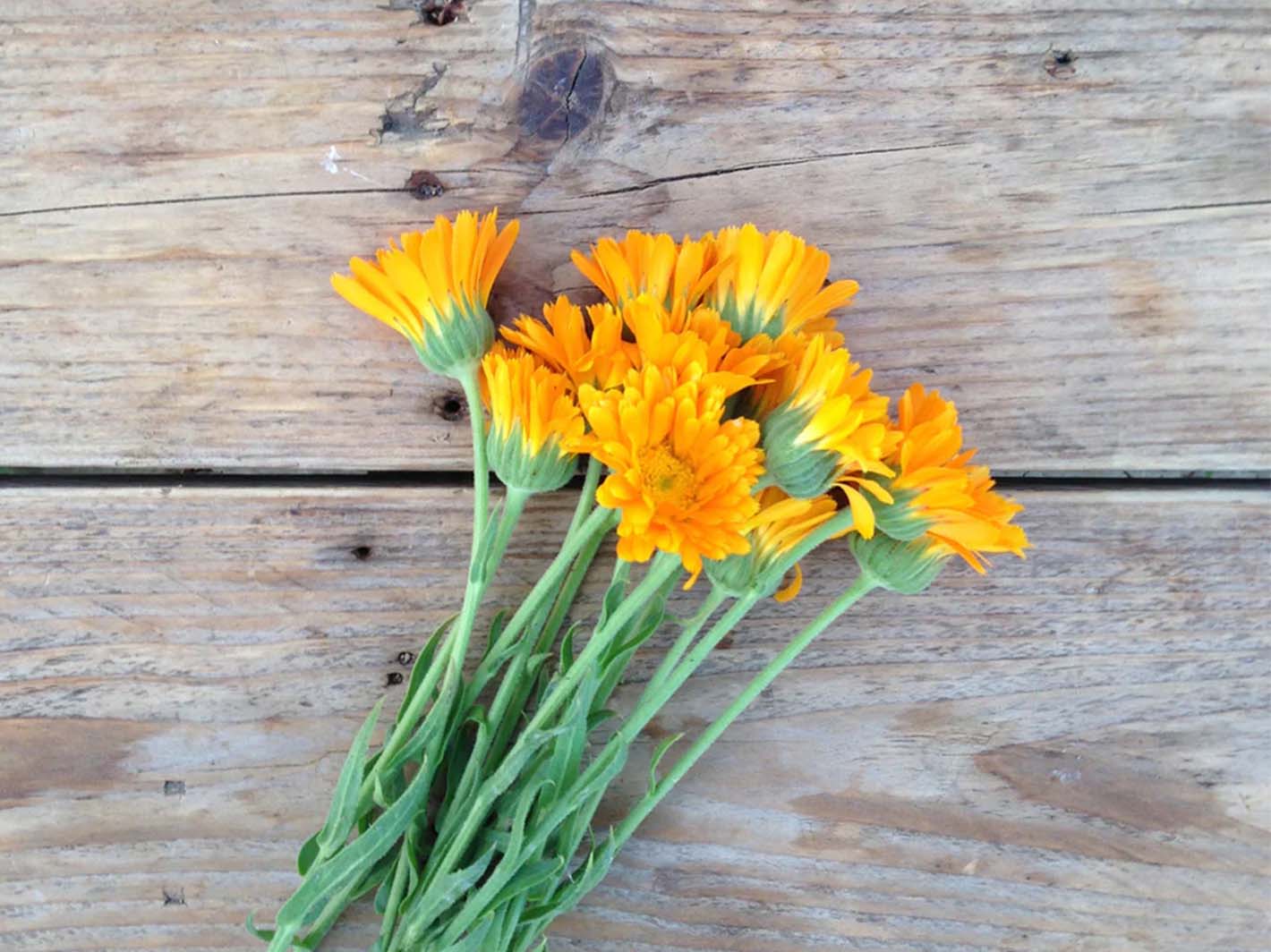 Calendula Erfurter Orangefarbige Seeds